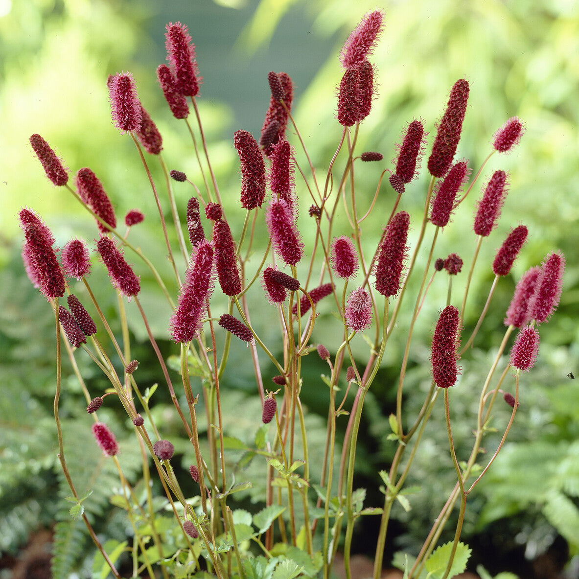 Bakker Pimprenelle Alaska Sanguisorba pot 9 cm