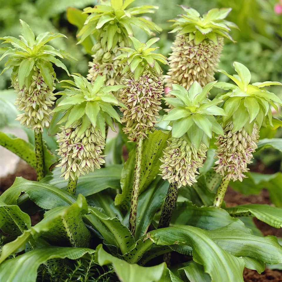 Bakker Eucomis bicolor fleur ananas sachet 3 bulbes bicolore