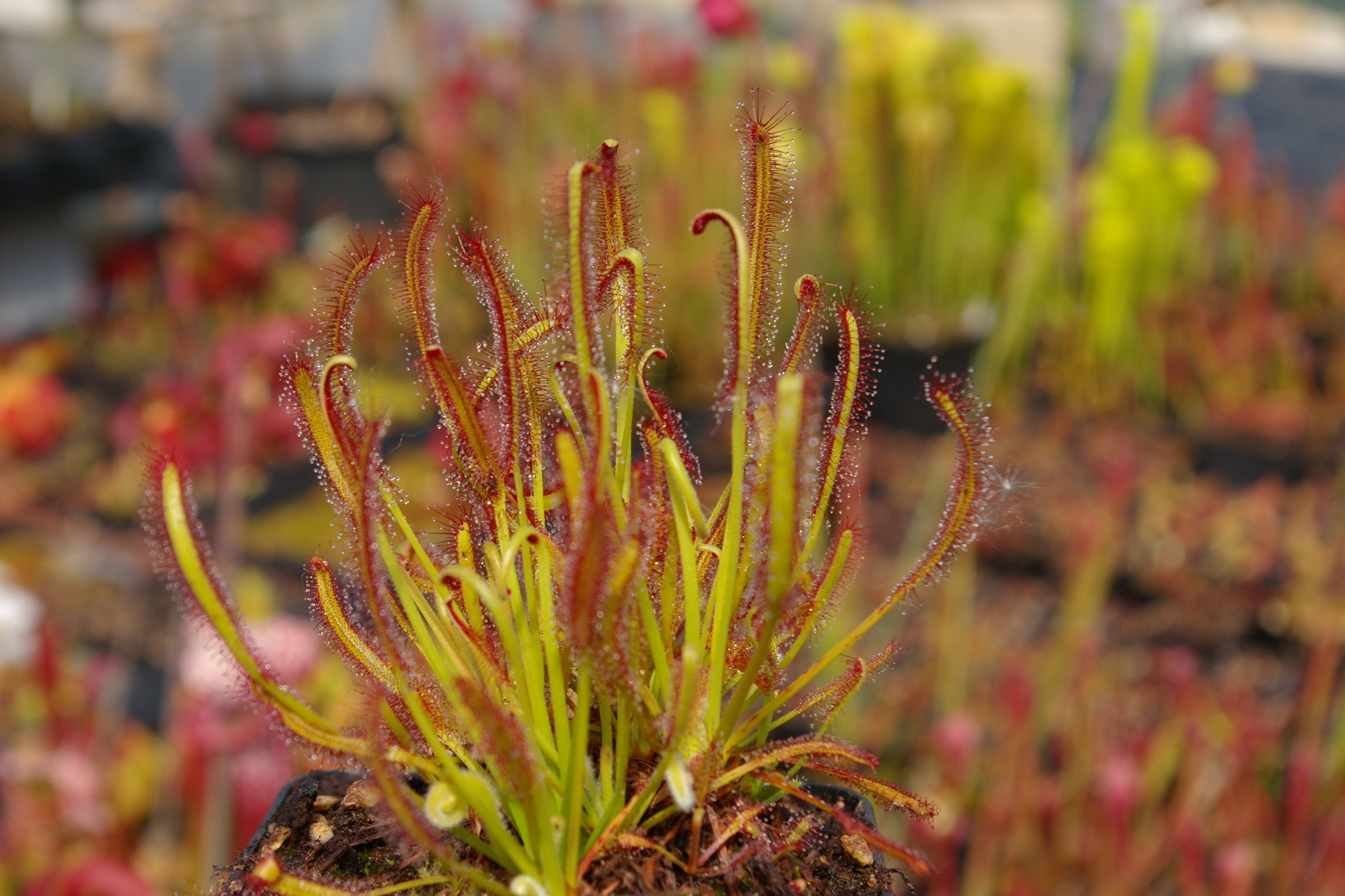 Carniflore Drosera capensis graines à semer sachet 20 graines