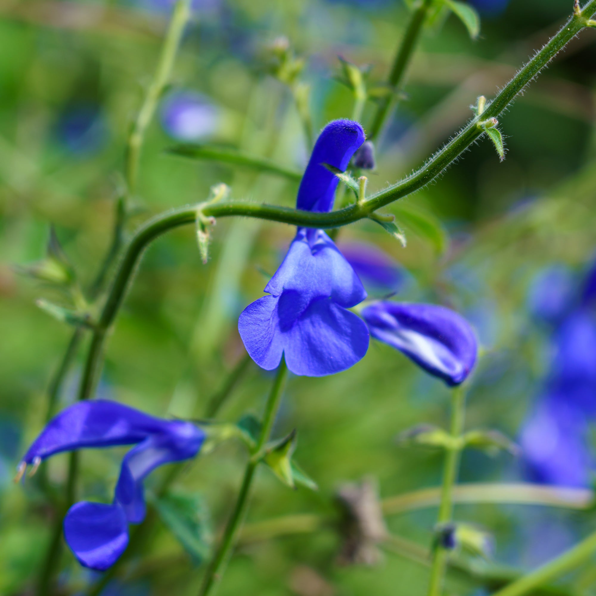 Bakker Sauge gentiane plante vivace pot 8cm bleue