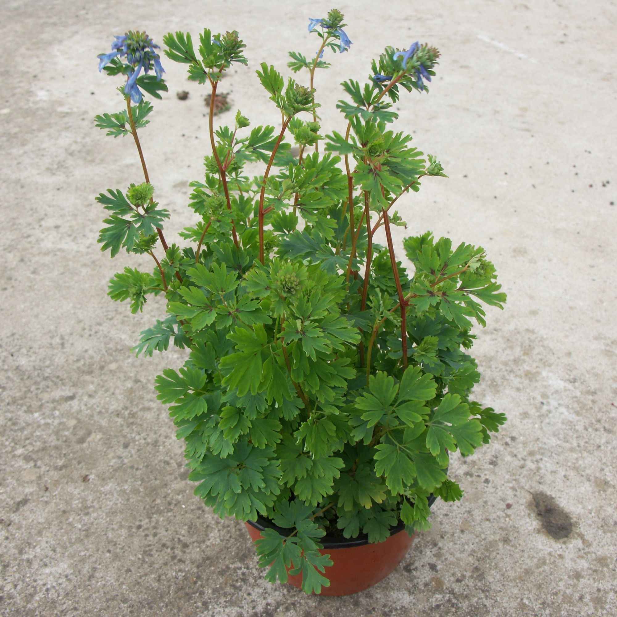 Bakker Blue Line corydale pot 8 cm fleur bleue