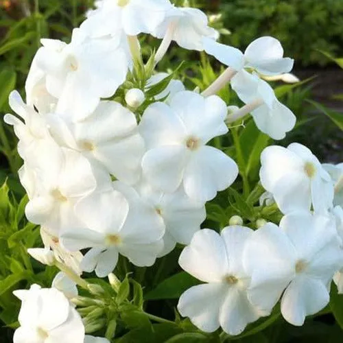 Bakker Phlox paniculé David plante vivace pot 8cm fleurs blanches