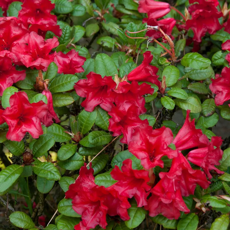 Bakker Scarlet Wonder rhododendron pot 3L rouge nain