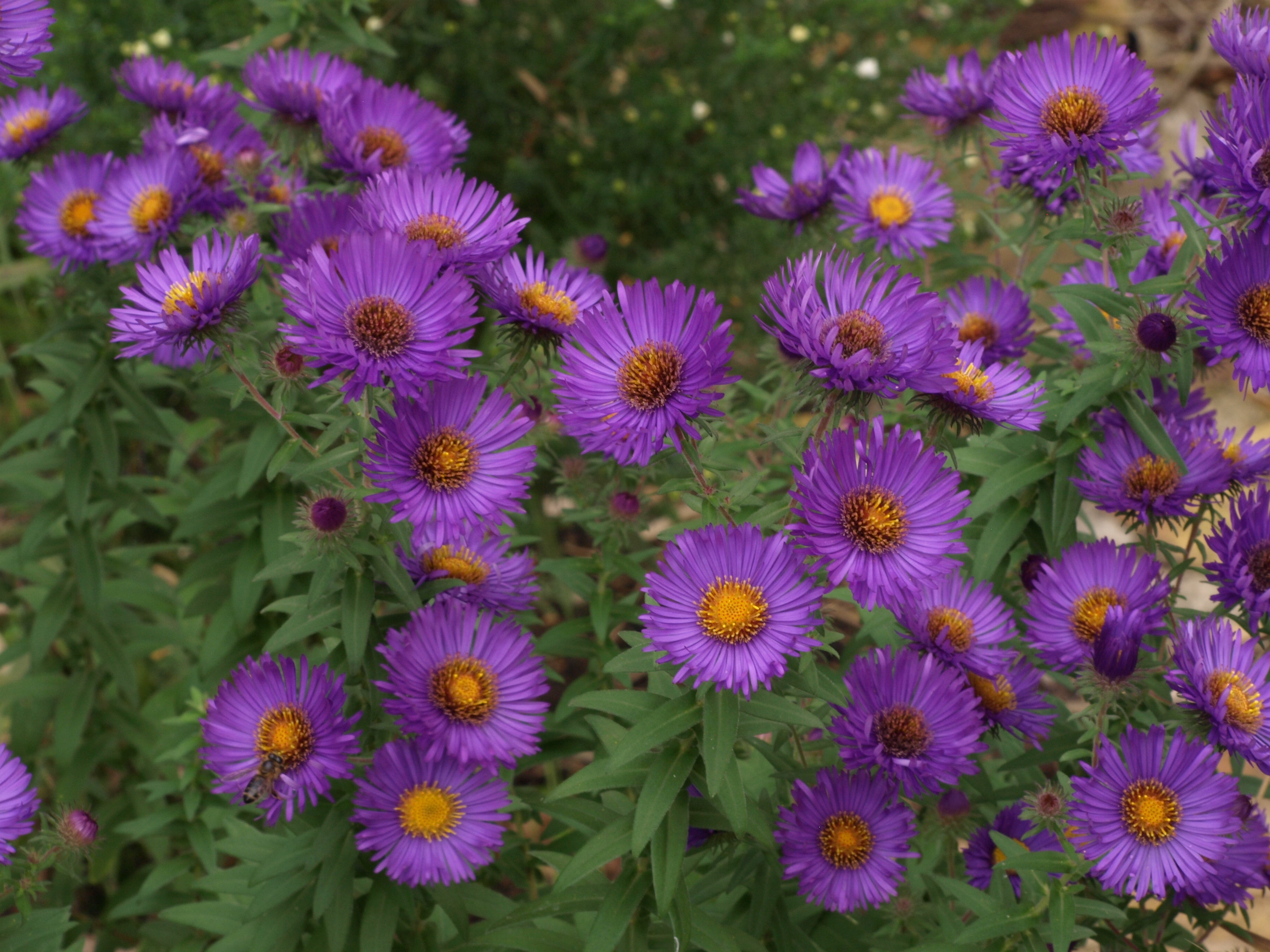 Passion Vivaces Aster Pride of Rougham plante vivace godet violet