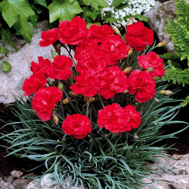 Bakker Œillets Grenadin Scarlet fleur 2 pots 9cm rouge parfumé