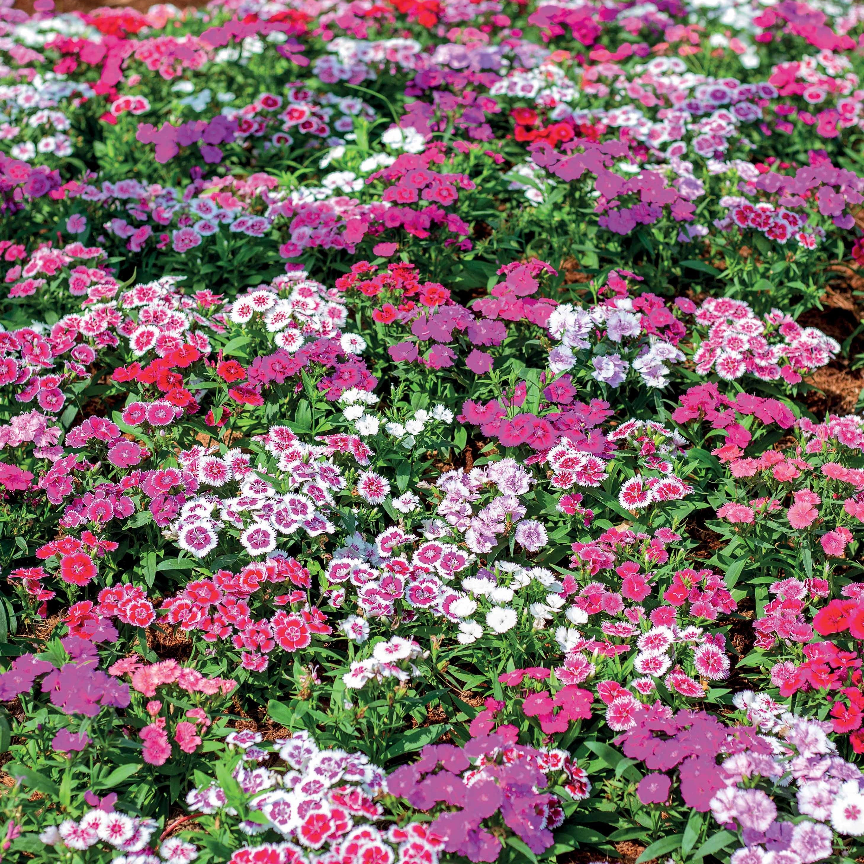 Bakker Oeillet poète Dianthus 3 pots Ø 9cm mélange couleurs