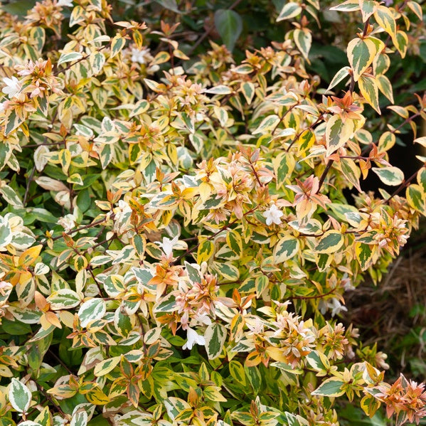 Bakker Abélia Kaleidoscope pot 2L 30-40cm persistant