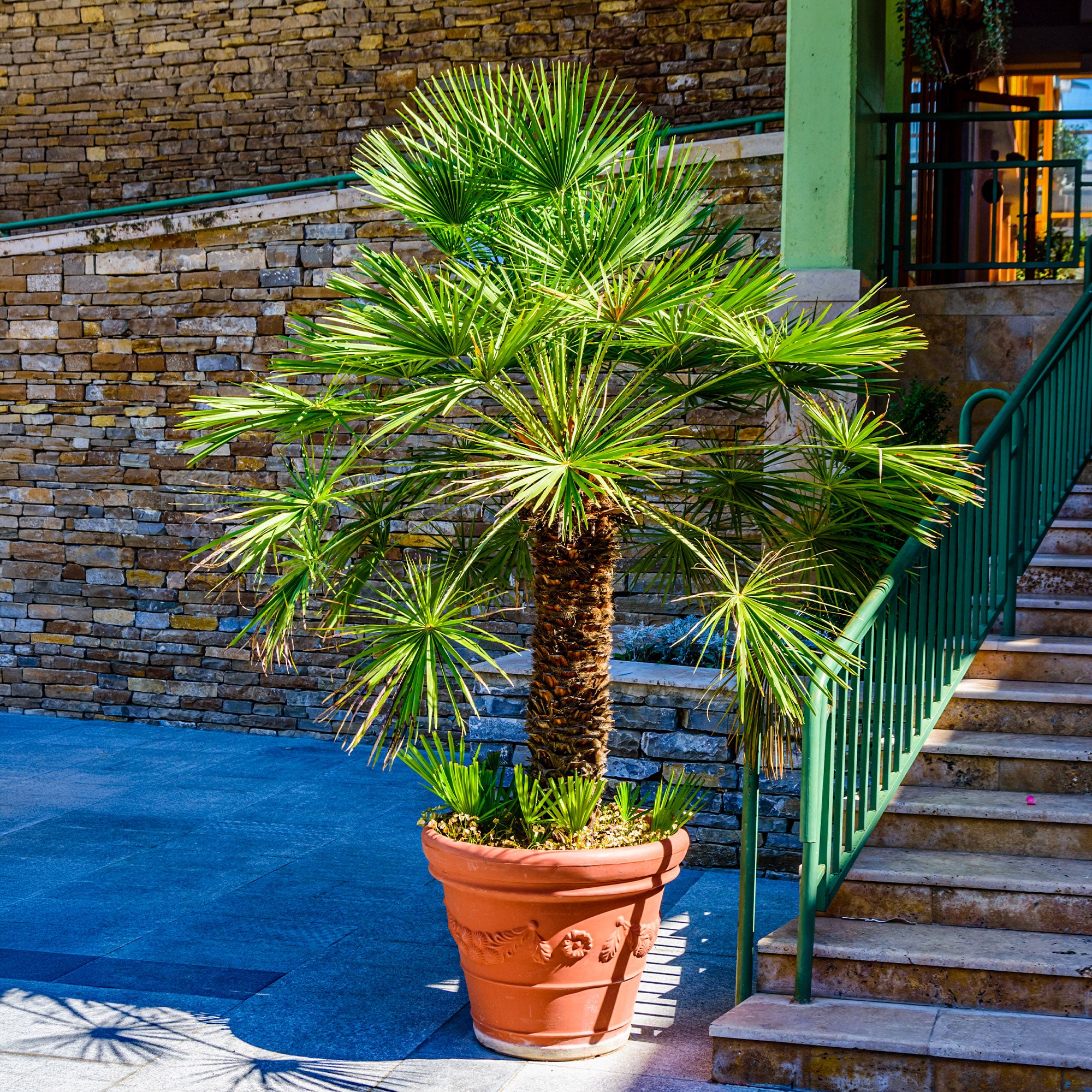 Bakker Vulcano palmier nain pot 3L 30-40cm rustique