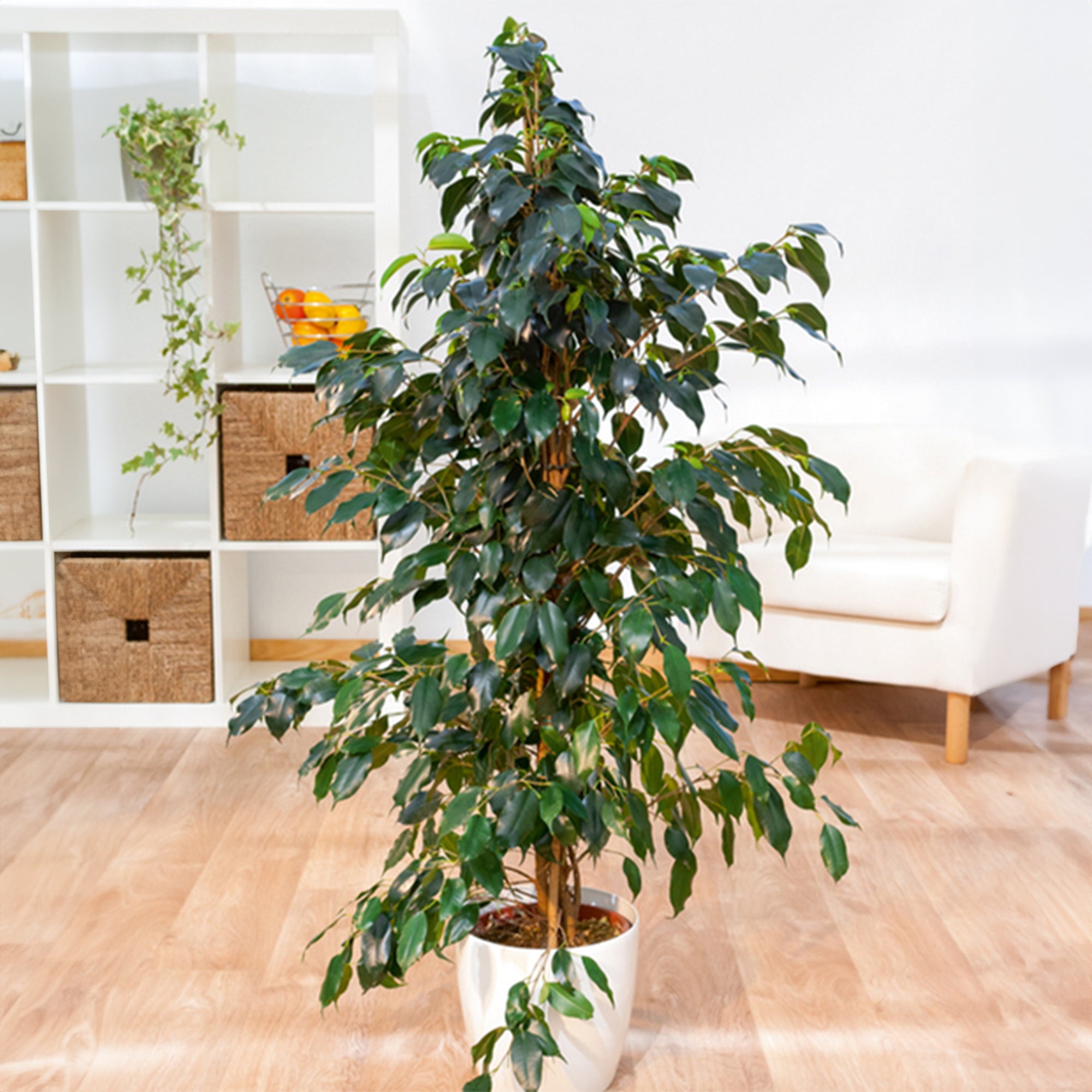Bakker Plantes d'intérieur Danielle ficus benjamina pot 17cm