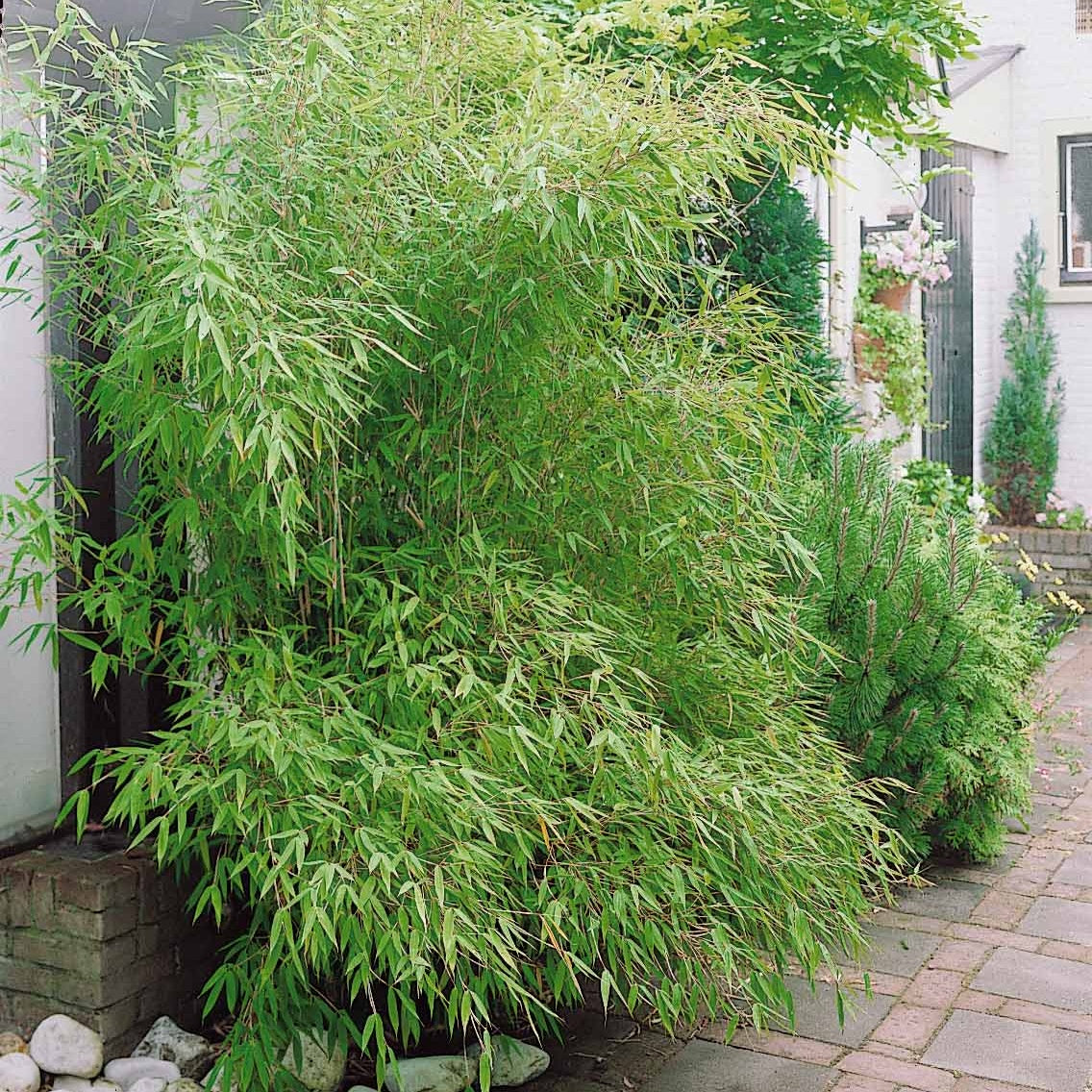 Bakker Phyllostachys bissetii bambou pot 2L 40-50cm rustique