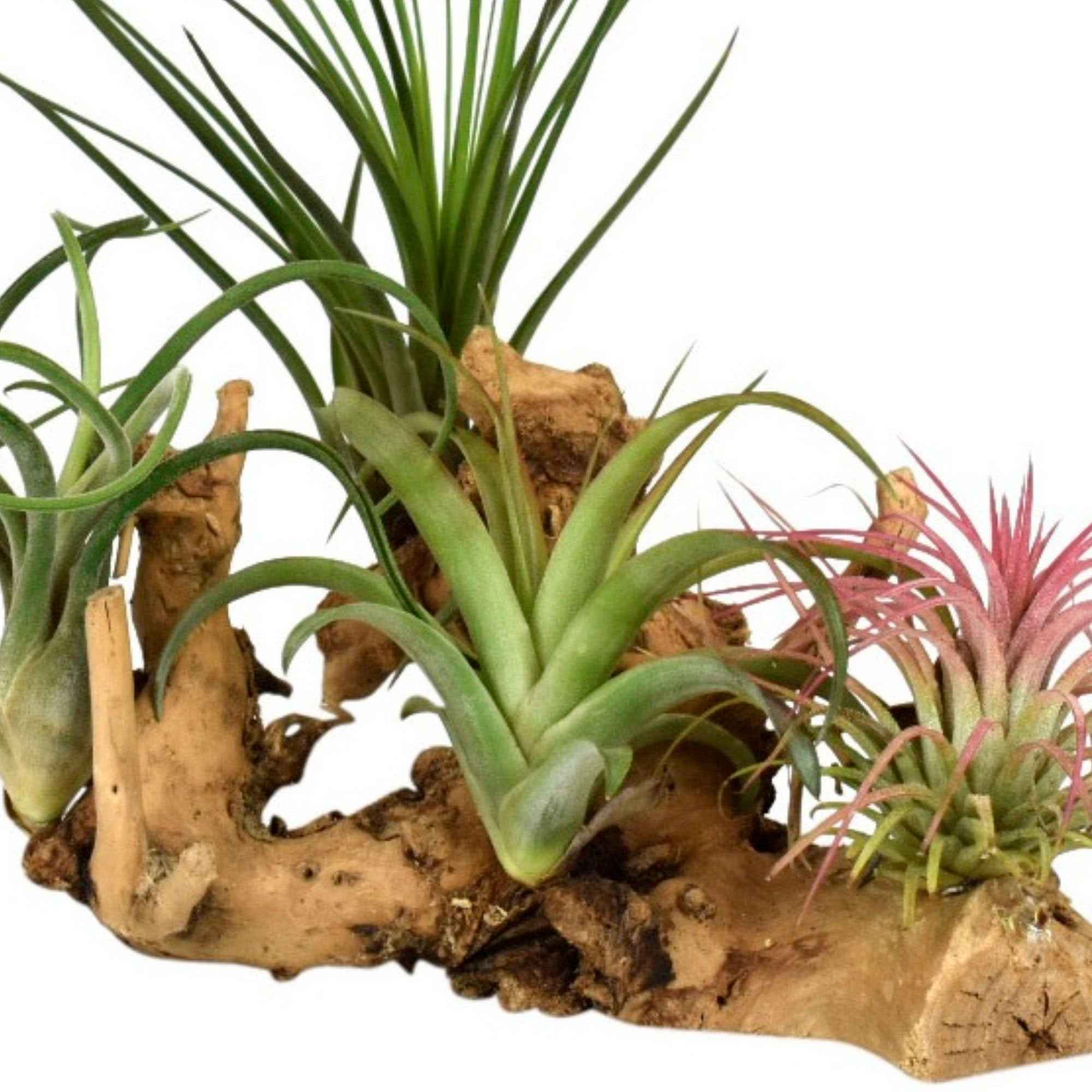 Bakker Plantes d'intérieur Tillandsias kit support bois