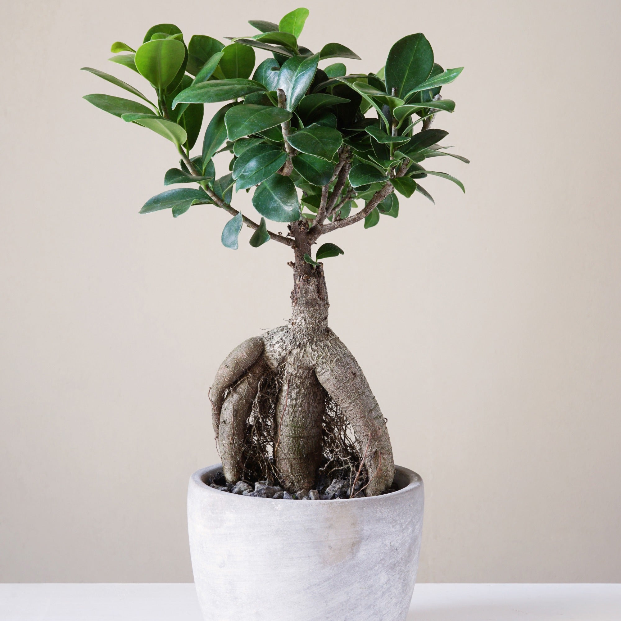 Bakker Ficus Ginseng plante d'intérieur pot Ø 12cm bonsaï