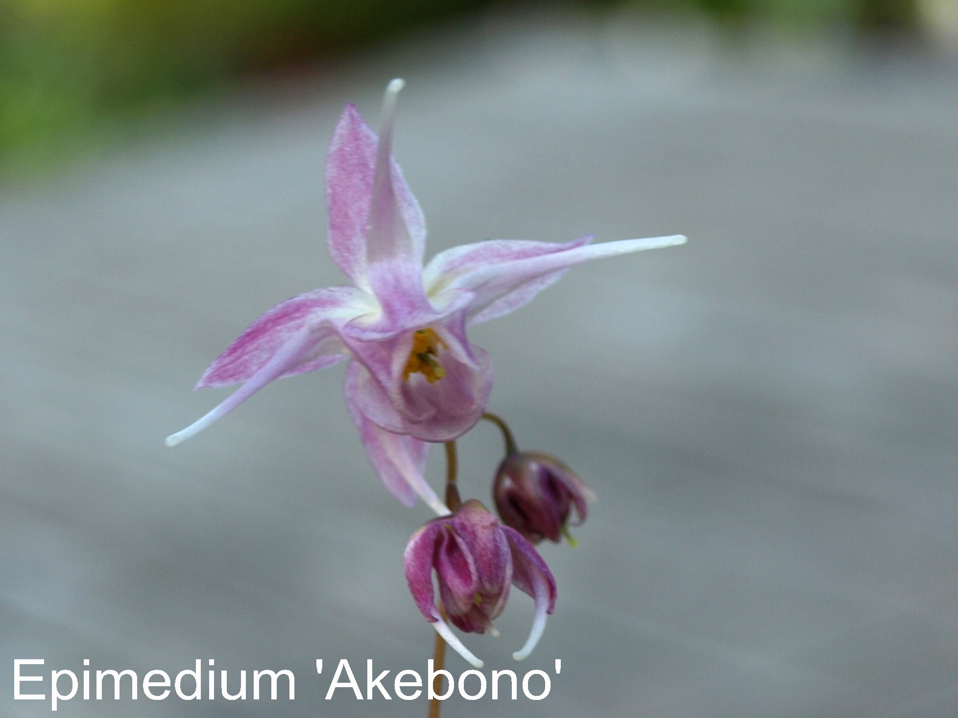 Passion Vivaces Epimedium plante couvre-sol pot 1 litre ombre