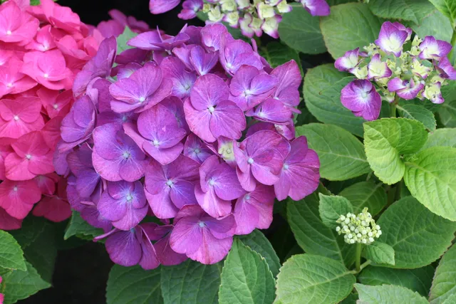 Les Hortensias du Haut Bois LK 49 hortensia fleurs rondes godet
