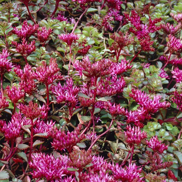 Bakker Schorbuser sedum rouge pot 9cm
