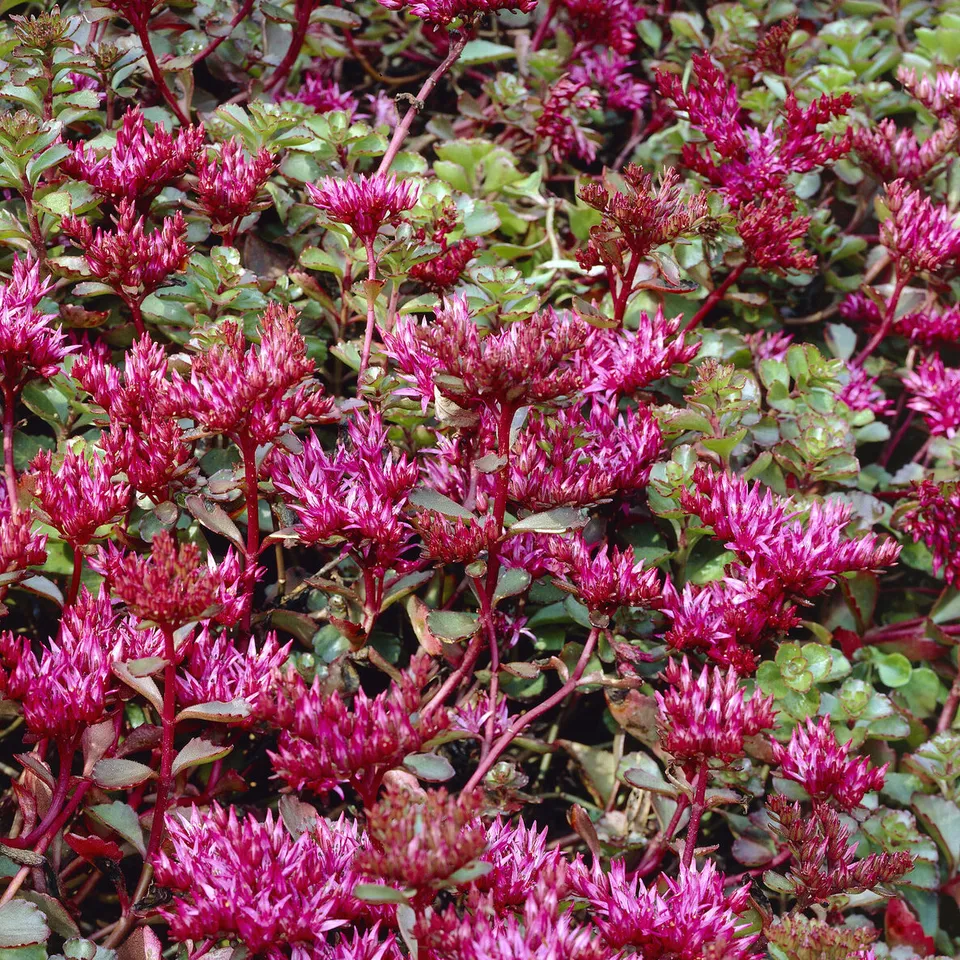 Bakker Schorbuser sedum rouge pot 9cm