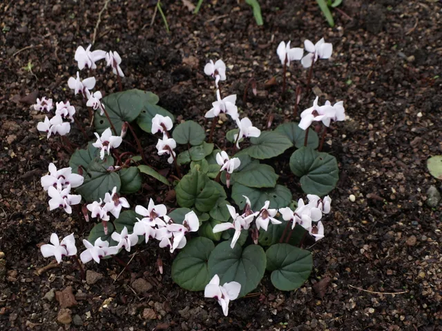 Passion Vivaces Cyclamen coum Album cyclamen blanc vivace hiver