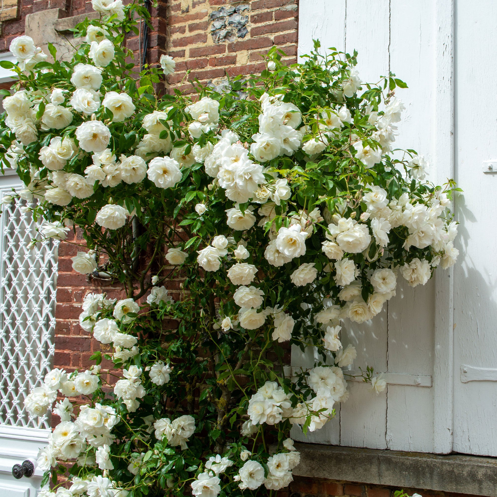 Bakker Rosiers Rosier grimpant blanc racine nue remontant