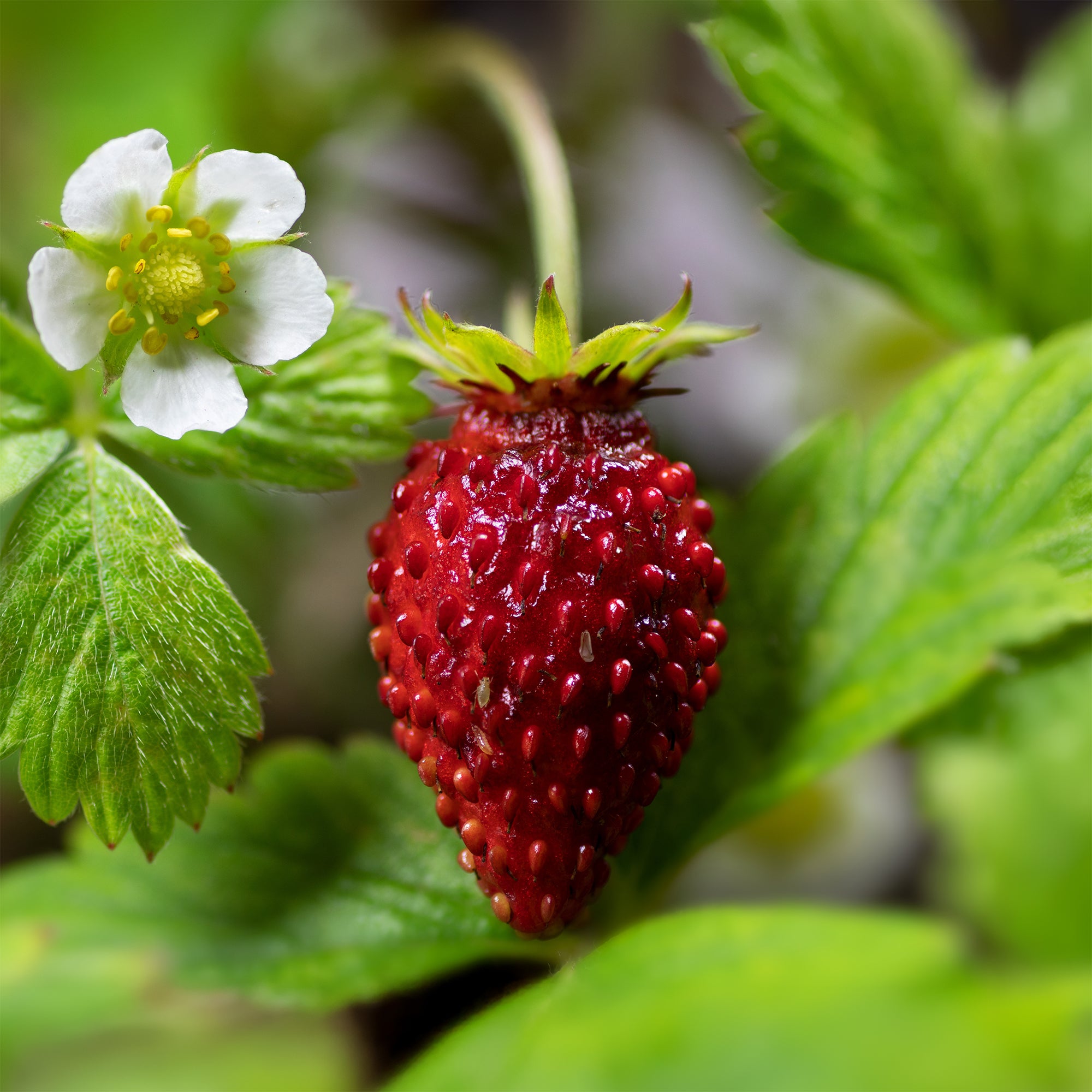 Bakker Fruitiers Fraisier Reine des vallées fruitier 6 pots 7cm