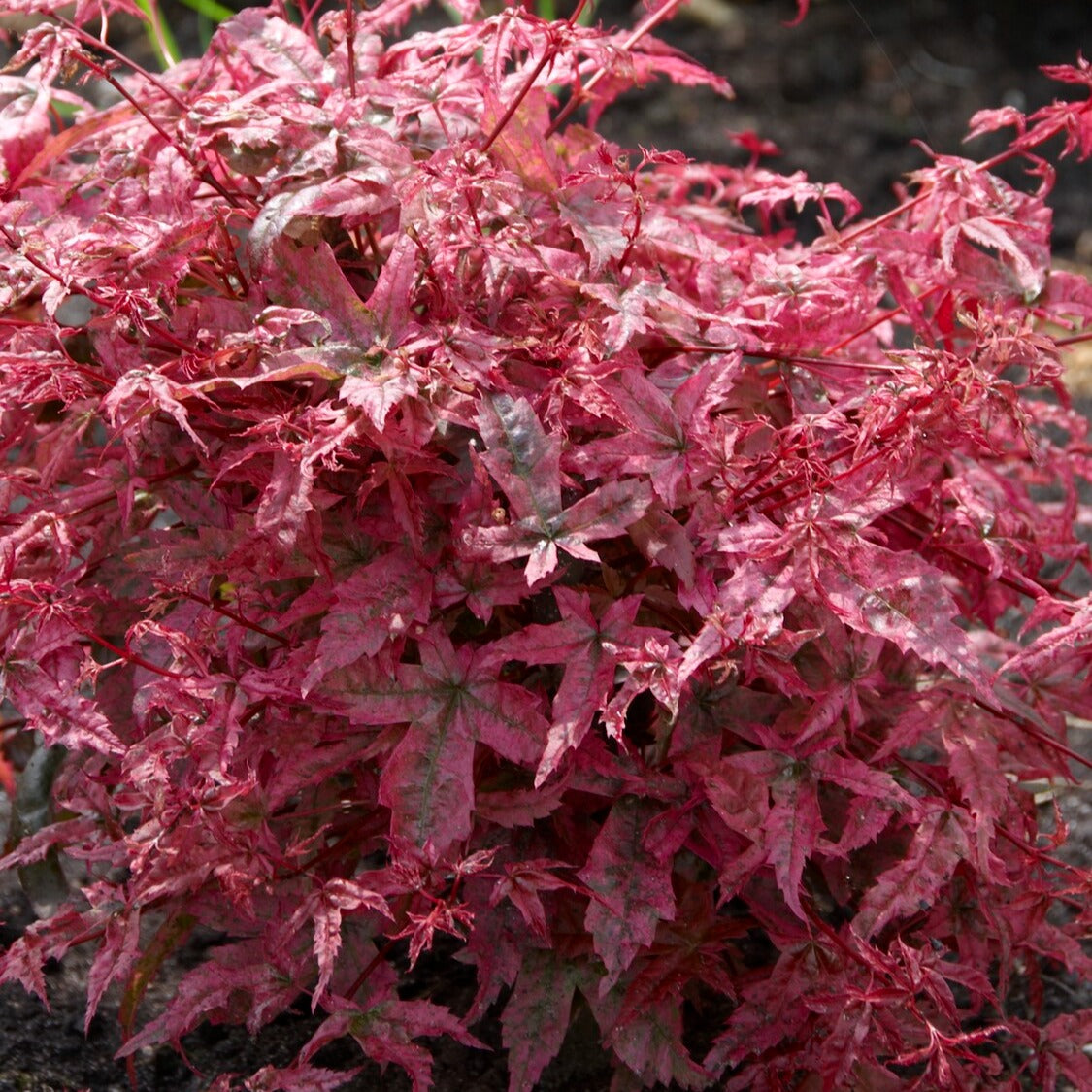 Bakker Érable japonais Beni-maiko pot 3L 40-50cm