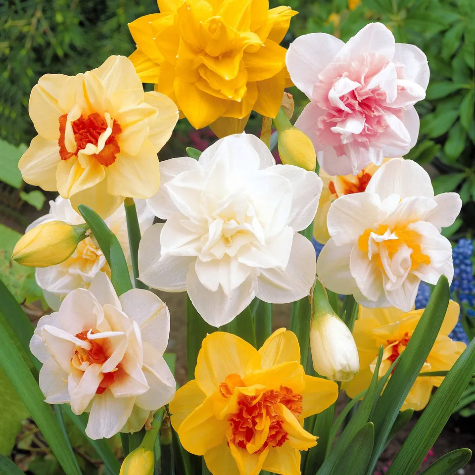Bakker Flower Parade narcisse double 10 bulbes jaune