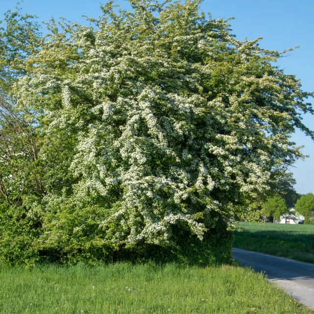 Bakker Aubépine arbuste blanc pot 2L 50-60 cm haie