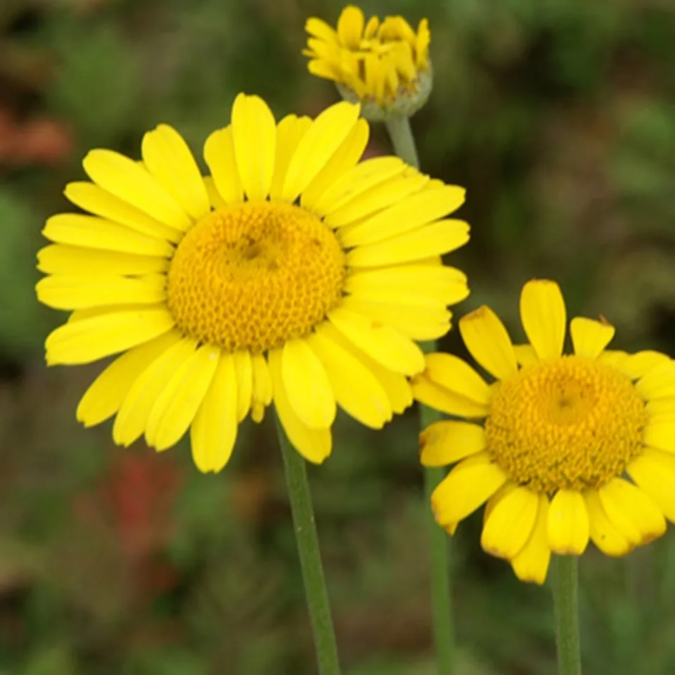 Bakker Anthemis tinctoria Kelwayi plante vivace jaune pot 8 cm