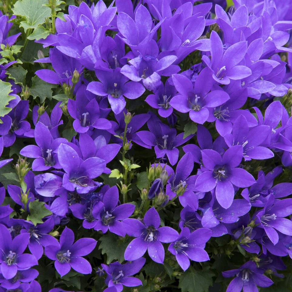 Bakker Campanule des murailles pot 9cm fleur violette couvre-sol