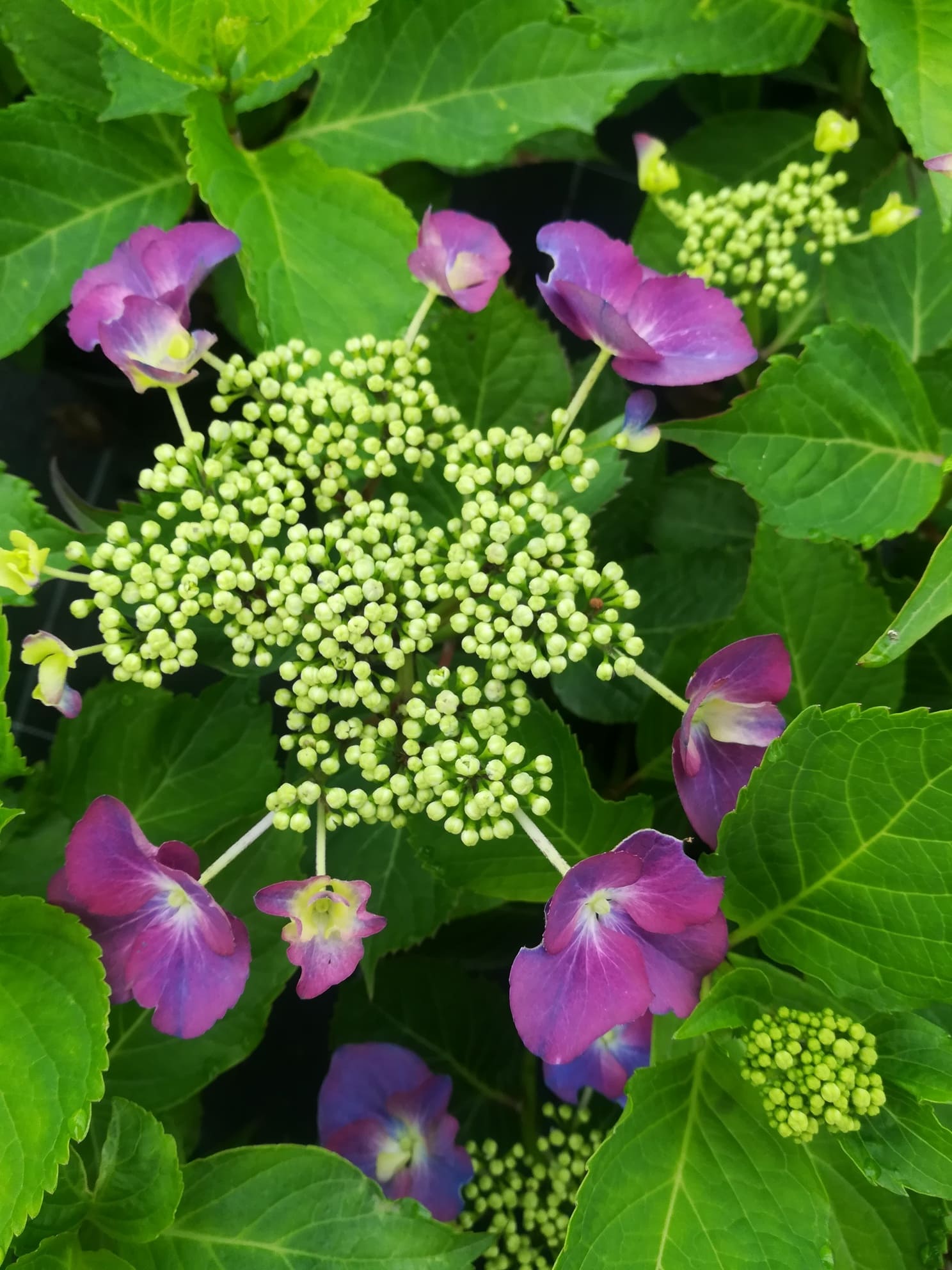 Möwe Hydrangea macrophylla hortensia fleurs plates