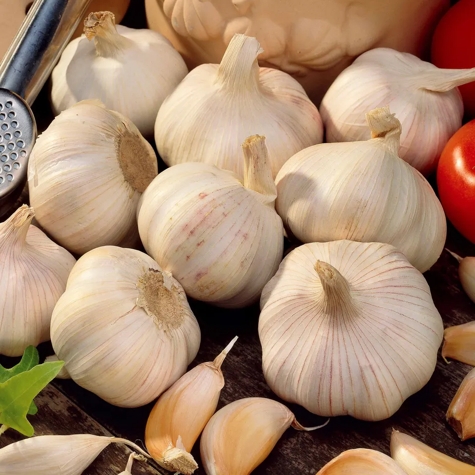 Bakker Ail blanc Thérador bulbes à planter 500g