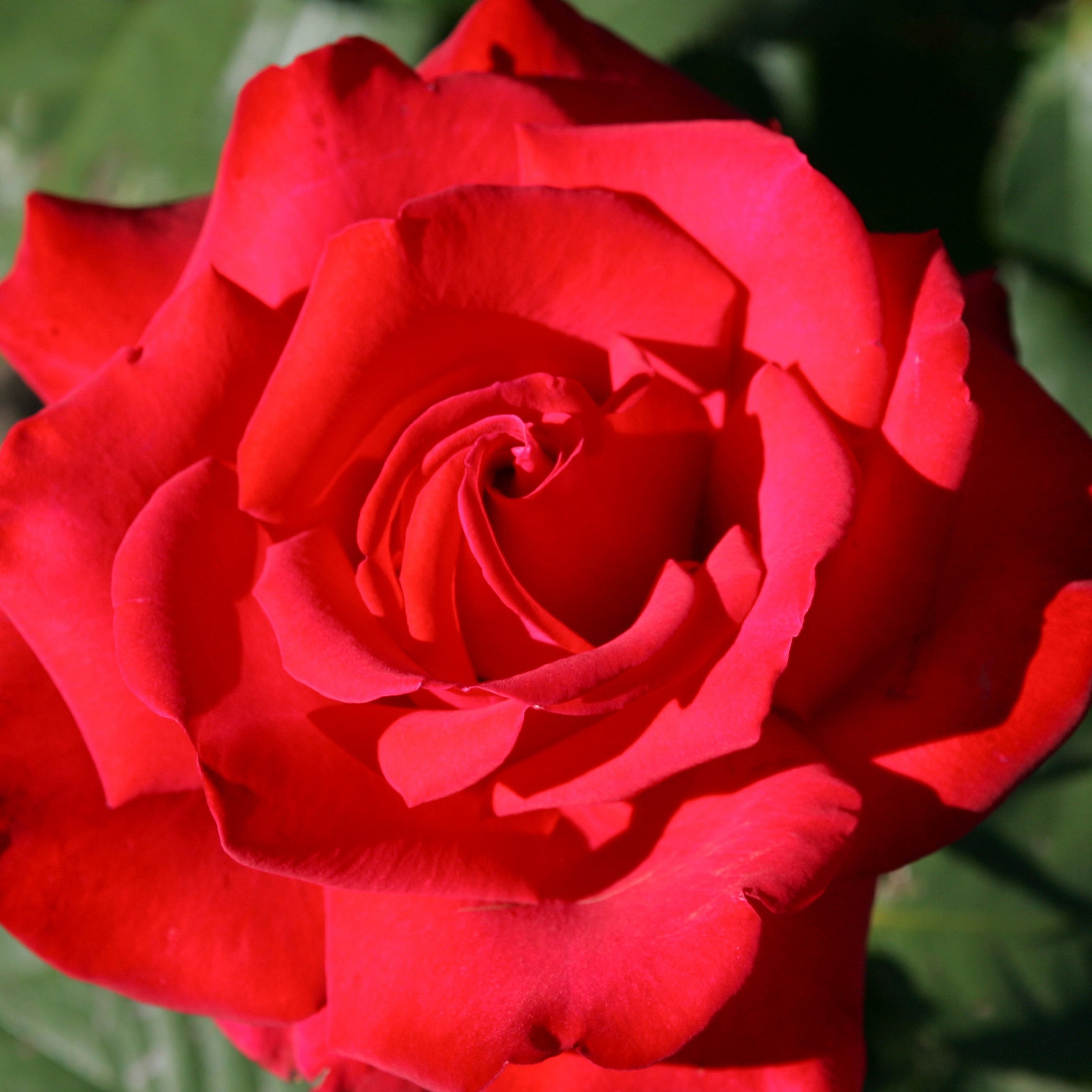 Bakker Rosier Grande Amore motte rouge buisson
