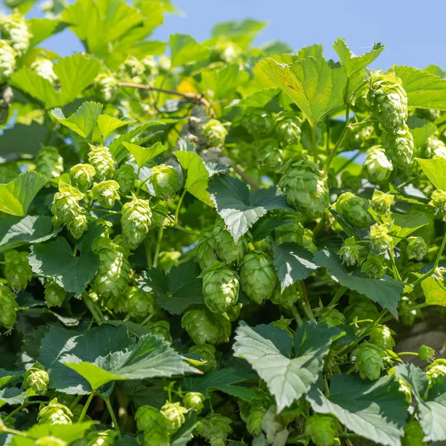 Bakker Houblon Humulus plante grimpante pot 2L verte
