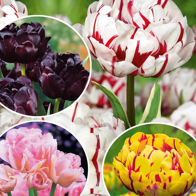Bakker Bulbes Tulipes pivoine sachet 24 bulbes doubles