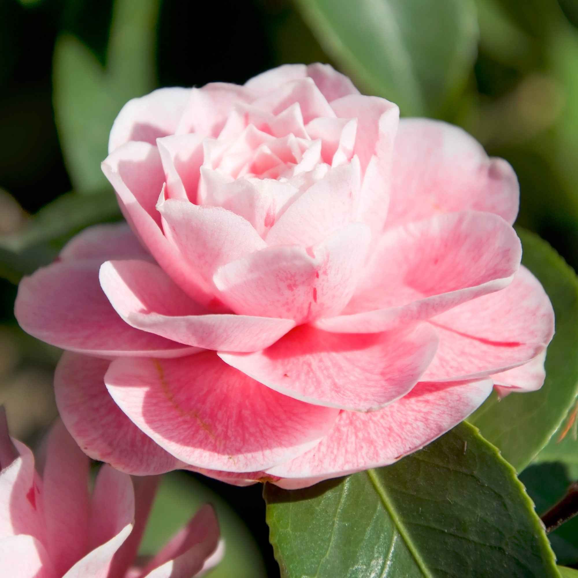 Bakker Bonomiana camélia du Japon arbuste pot 9cm fleurs roses