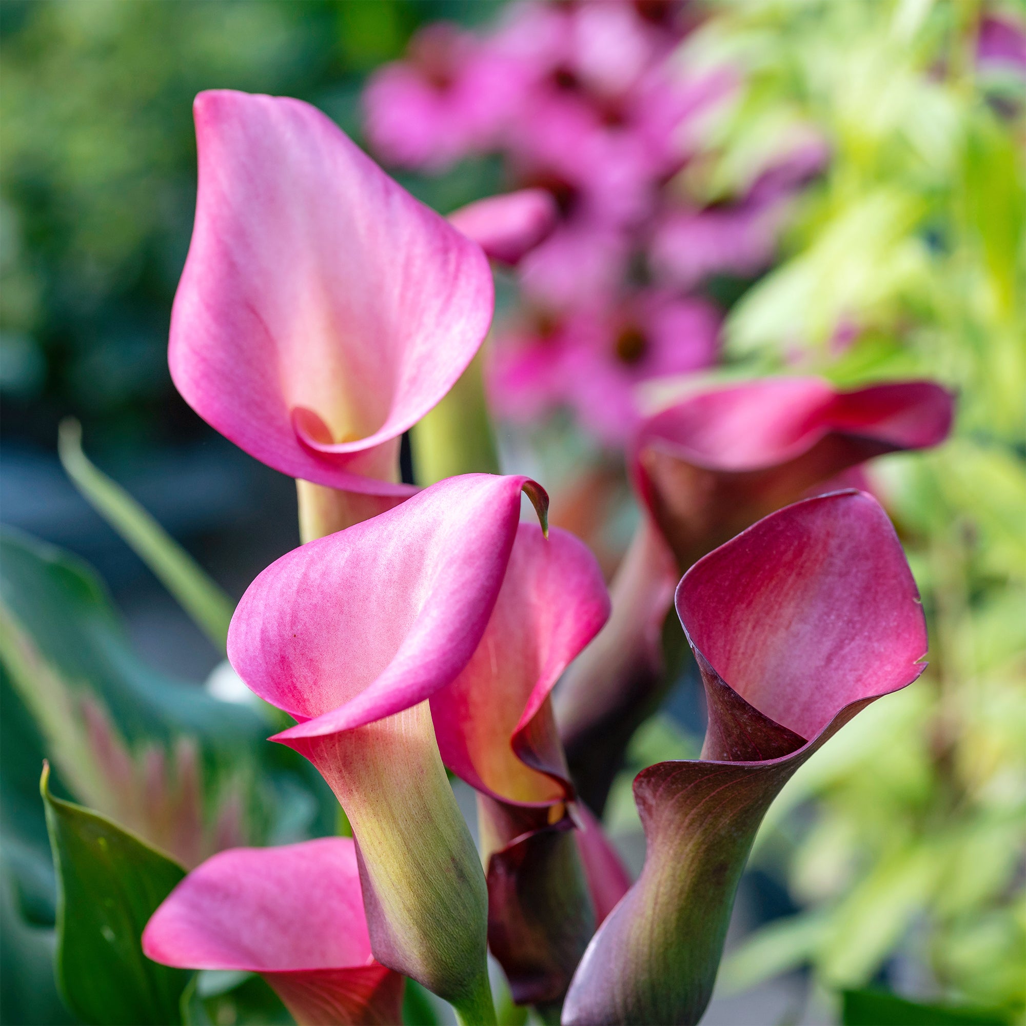 Bakker Bulbes à fleurs Arum rose sachet 2 bulbes 14-18cm