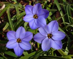 Passion Vivaces IPHEION plante bulbeuse fleurs étoilées parfumées godet