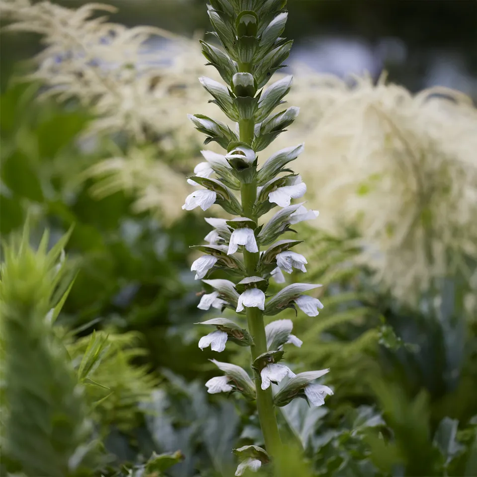 Bakker Acanthe molle Rue Ledan plante vivace pot 9cm fleurs blanches