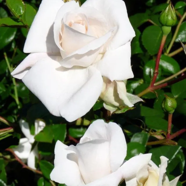 Bakker White New Dawn rosier grimpant pot 4L blanc