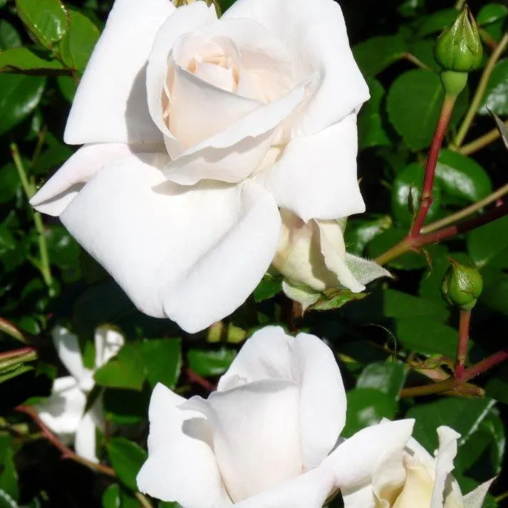 Bakker White New Dawn rosier grimpant pot 4L blanc