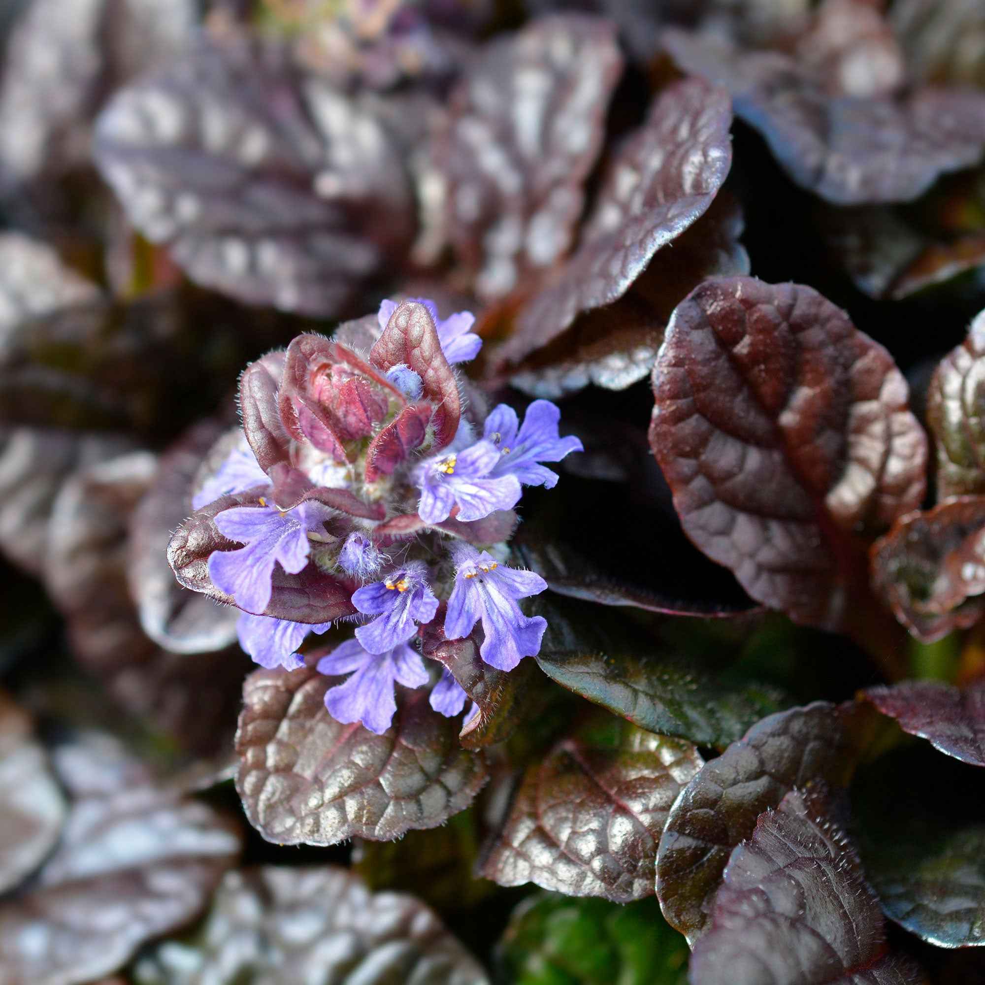 Bakker Bugle rampante Atropurpurea pot Ø9cm couvre-sol pourpre