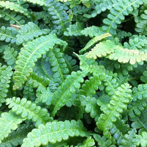 Bakker Blechnum Terre de Feu fougère verte pot 9cm ombre