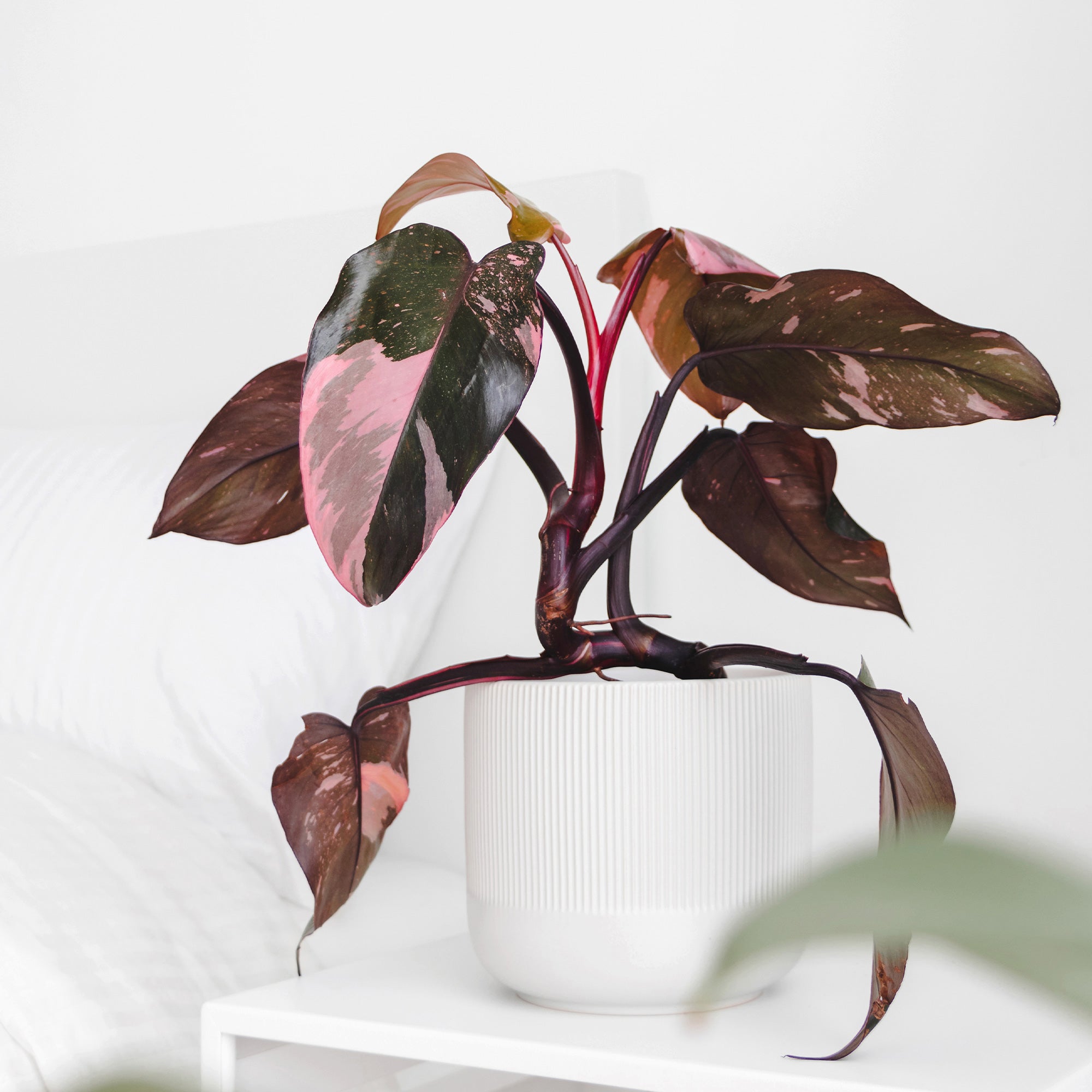 Bakker Philodendron Pink Princess plante verte pot Ø12cm rose