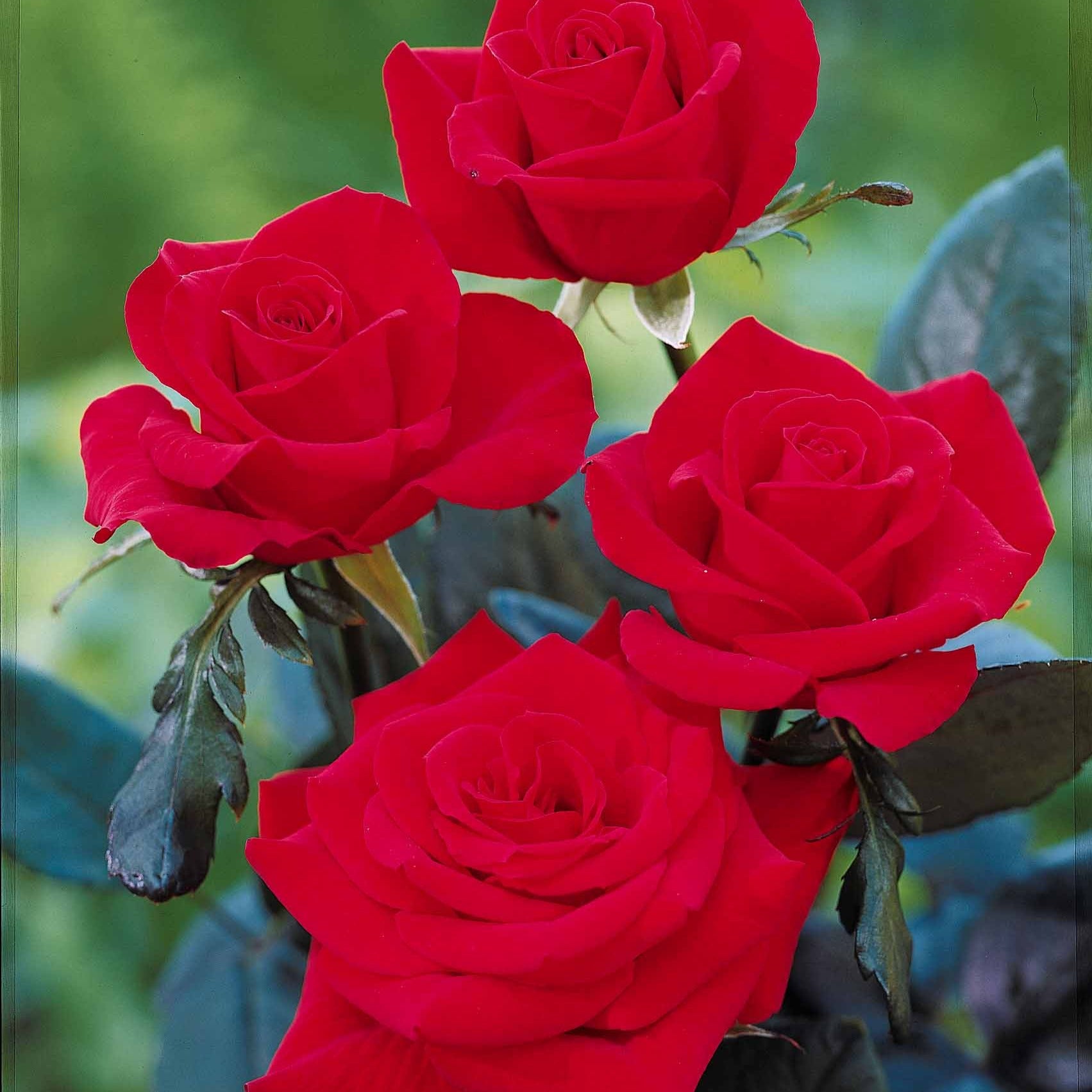 Bakker Oklahoma rosier buisson racine nue rouge parfumé