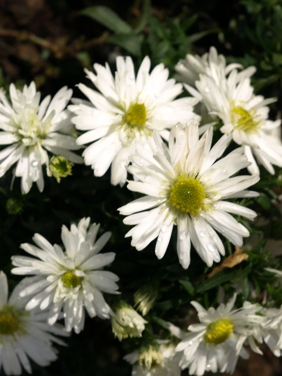 Passion Vivaces Aster dumosus Snowsprite plante vivace godet blanc pur