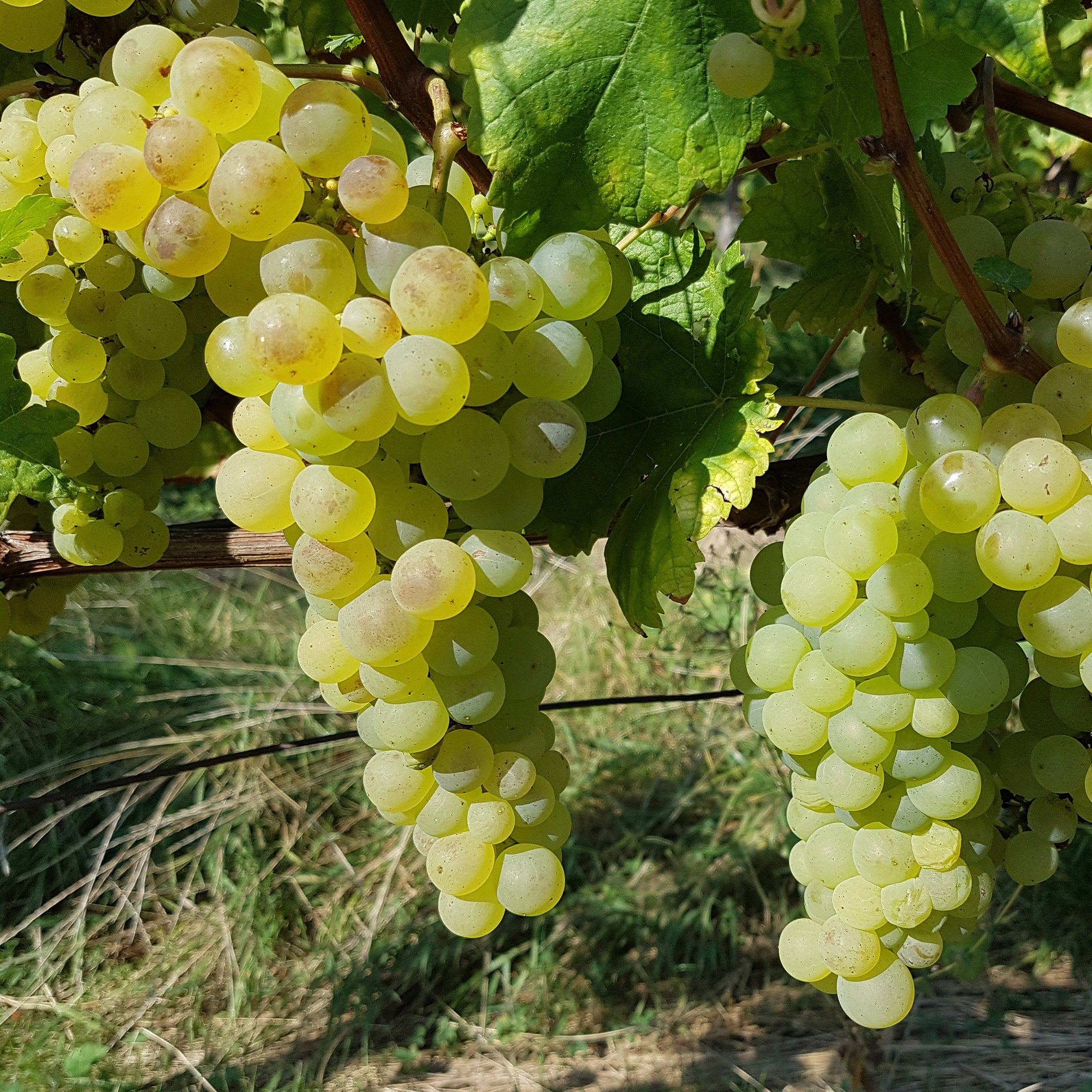 Bakker Fruitiers Chasselas de Fontainebleau vigne motte 2 ans