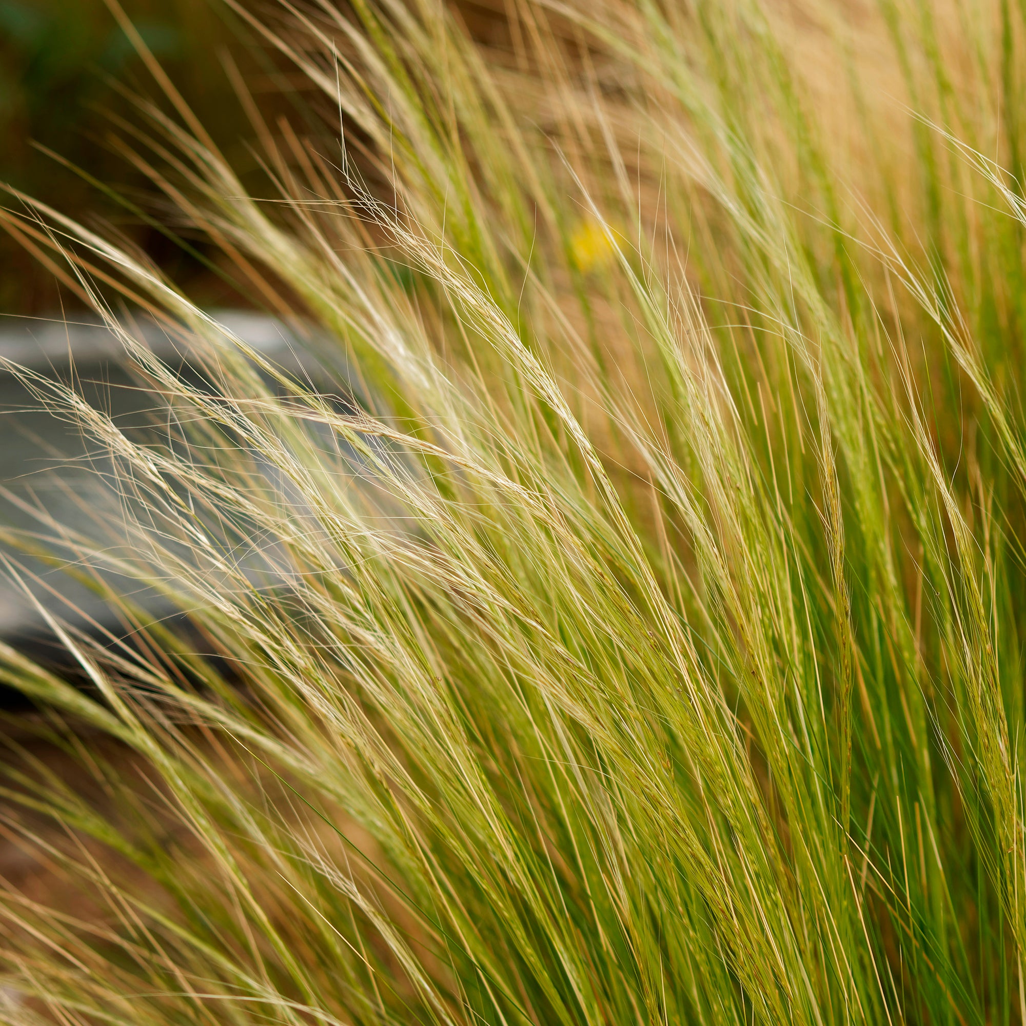 Bakker Cheveux d'Ange Stipa graminée pot Ø 9cm soleil