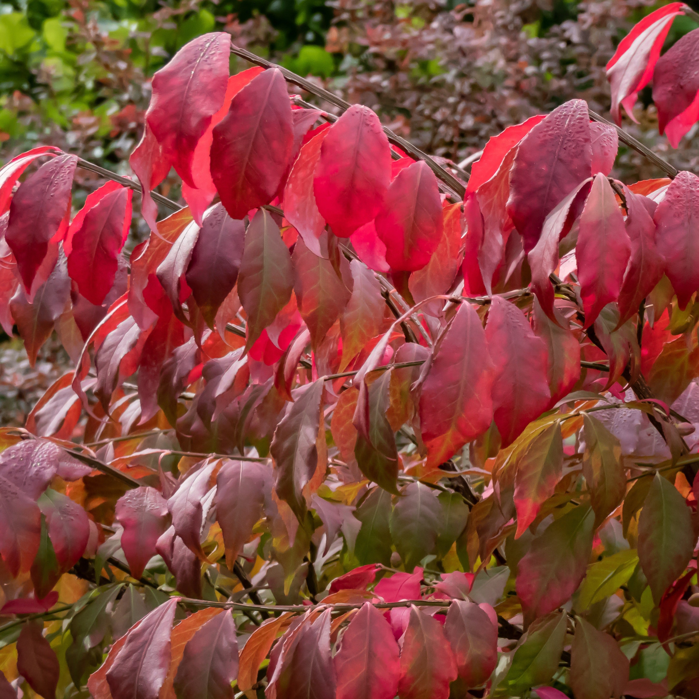Bakker Fusain ailé arbuste pot 2L feuillage rouge automne