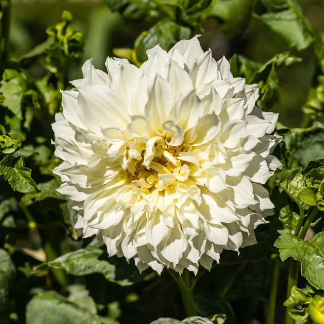Bakker Dahlia Fleurel bulbe fleur sachet 3 géant blanc