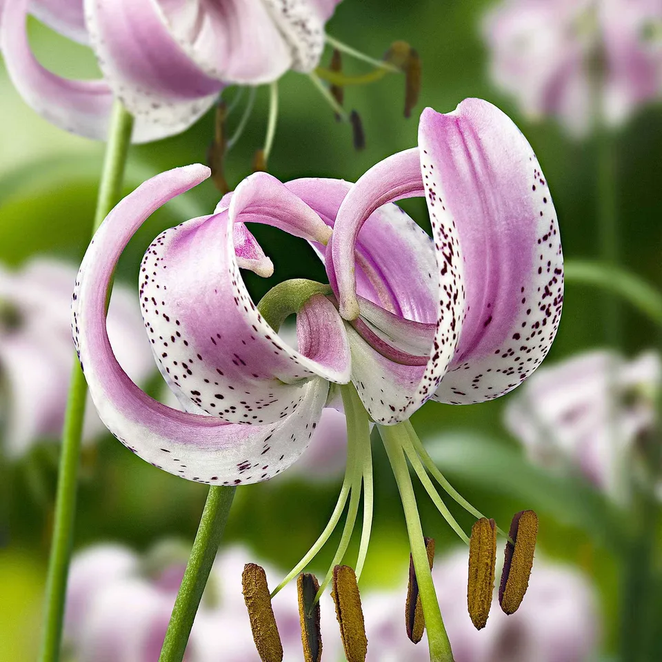 Bakker Lis lankongense bulbes à fleurs sachet 3 parfumé