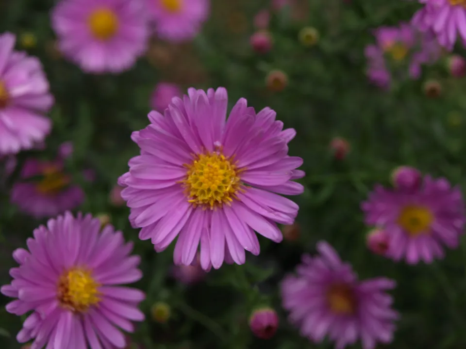 Passion Vivaces Aster Little Pink Lady fleur rose godet
